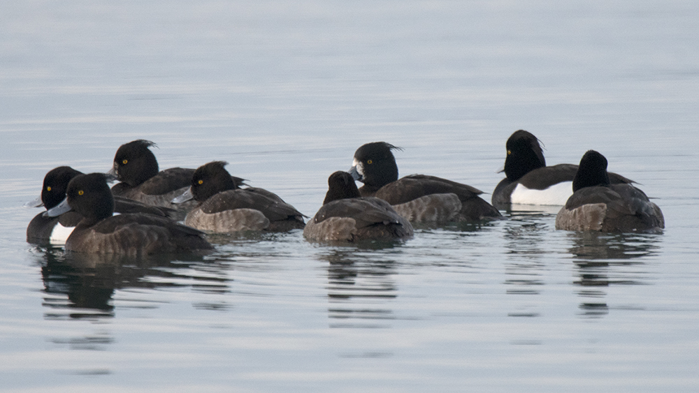 Tufted Duck